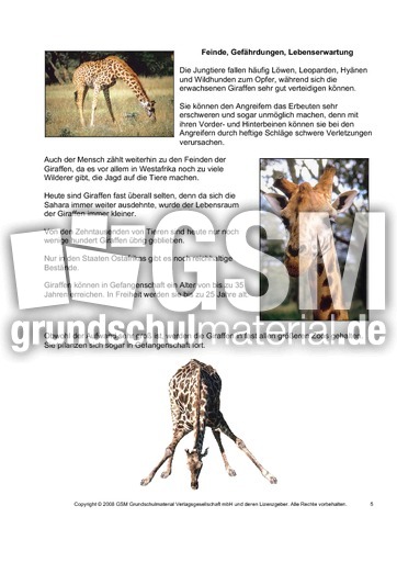 Giraffe-Steckbrief-Seite-5.pdf